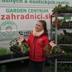 Jahoda (Fragaria x ananassa) ´KENT´ jarná - multipaletka (10ks)